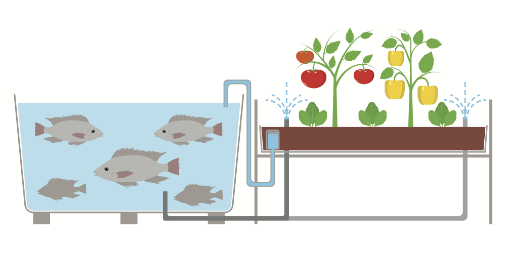 aquaponics